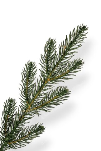 Detail větvičky Umělý vánoční stromek 3D Smrk Mohutný