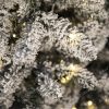 Umělý vánoční stromek Smrk Severský LED detail jehličí