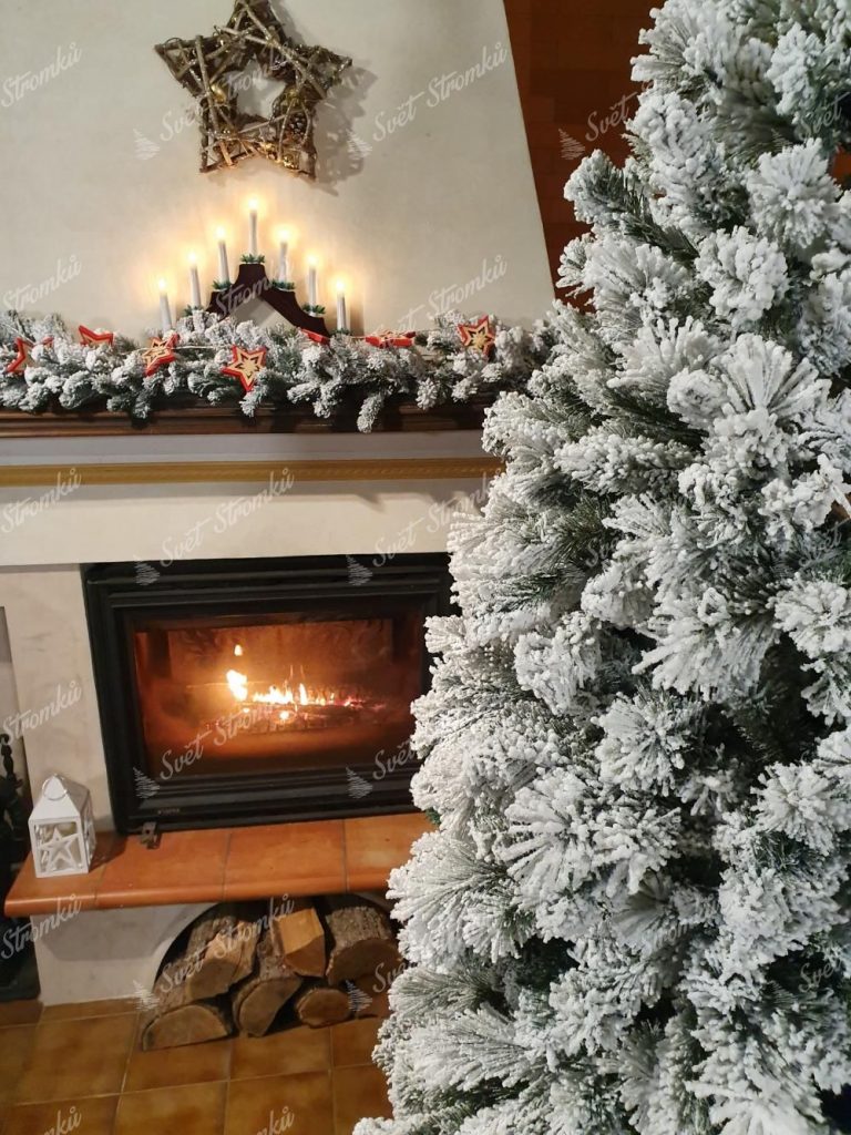 Vánoční stromek Borovice Bíla Úzka