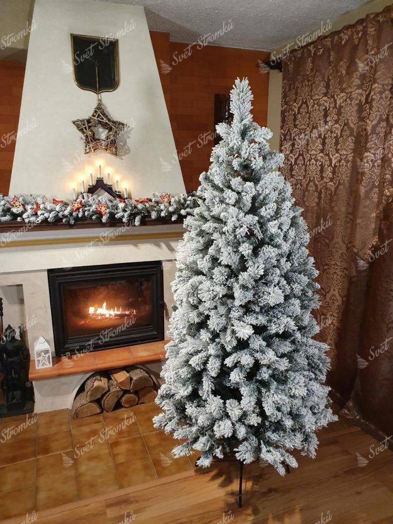 Vánoční stromek Borovice Bílá Úzka