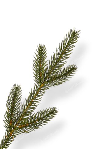 Detail větvičky Vánoční stromek 3D Smrk Štíhly Úzky