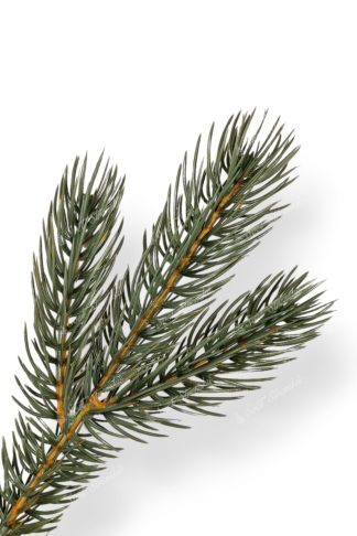 Detail větvičky Umělý vánoční stromek 3D Borovice Stříbrná