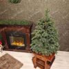 Vánoční stromek v květináči 3D Jedle Půvabná má husté tmavě zelené jehličí