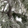 Malý vánoční stromek FULL 3D Jedlička Třpytivá