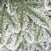Detail vetvičiek vianočného stromčeka 3D Jedľa Pyrenejská Zasnežená, sú jemne zasnežené